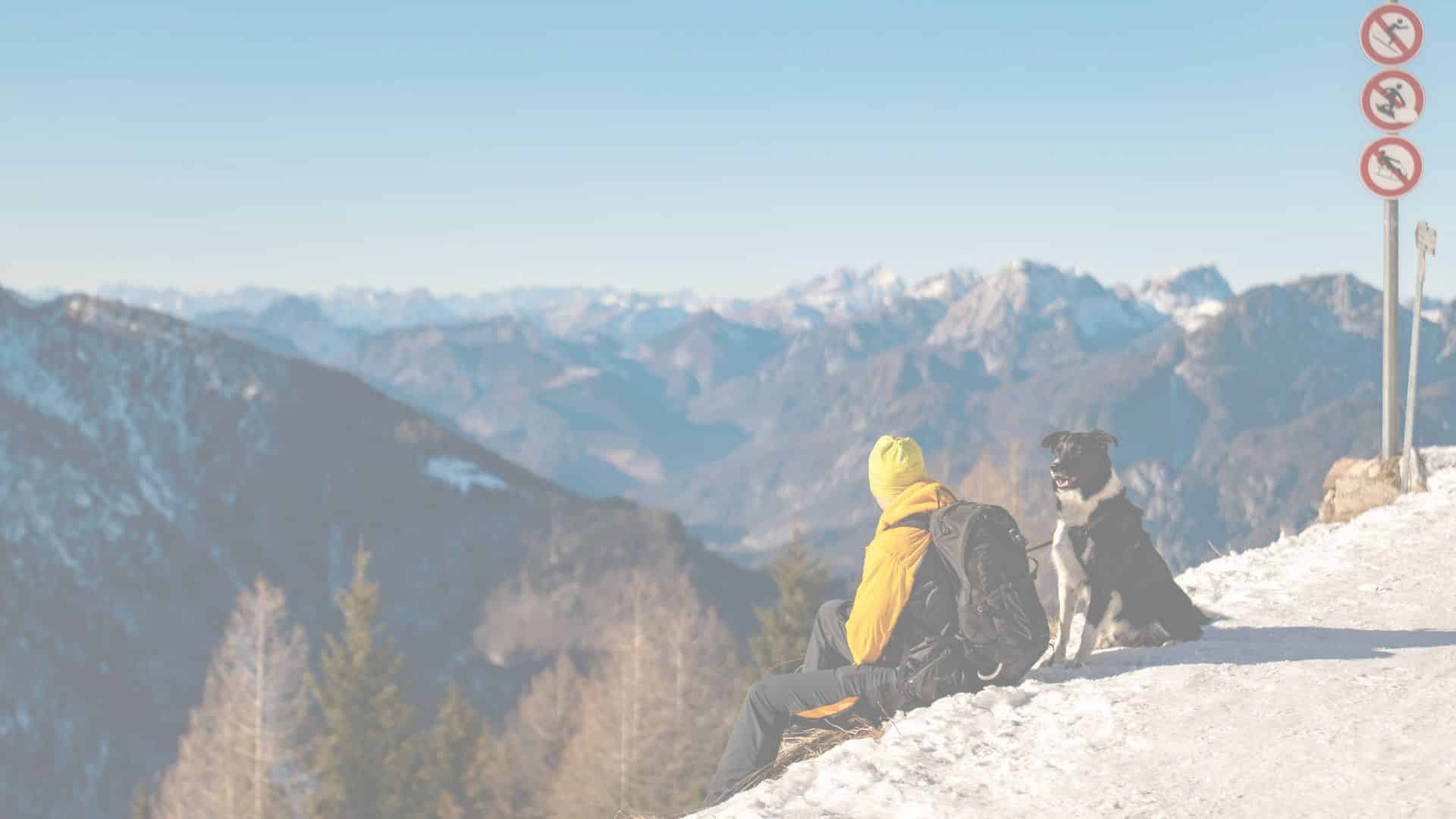 voyager avec son chien